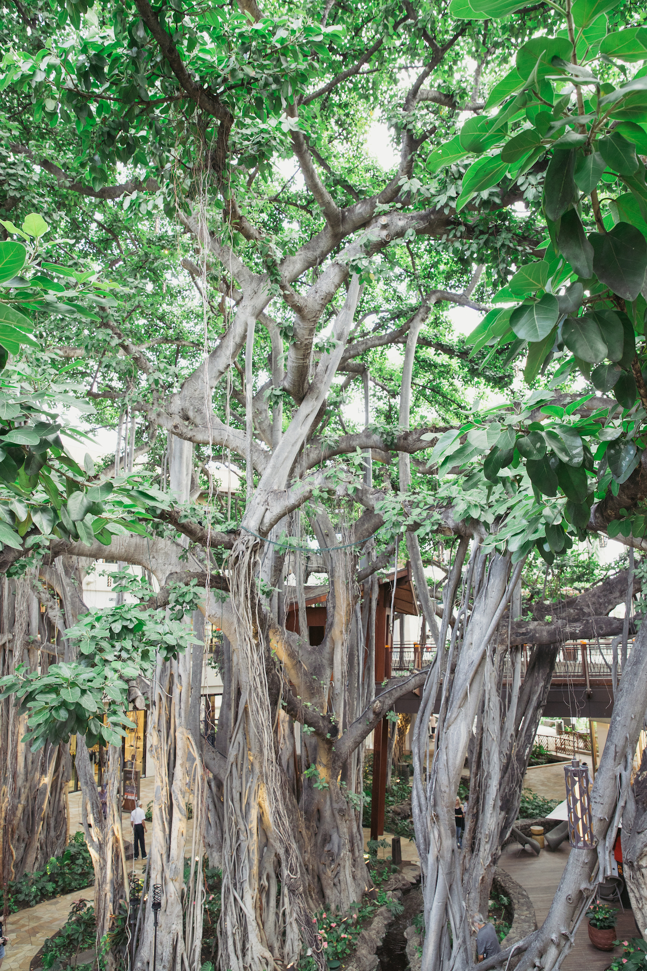 Banyan tree at International Market Place